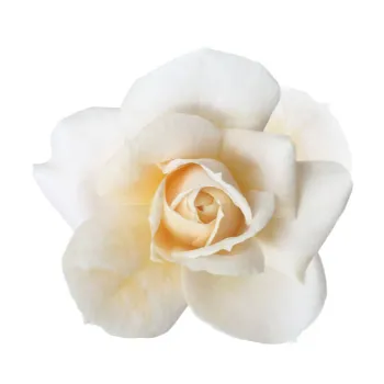 Natural White Rose
